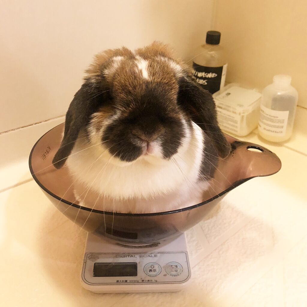 うさうさぎ様確認用