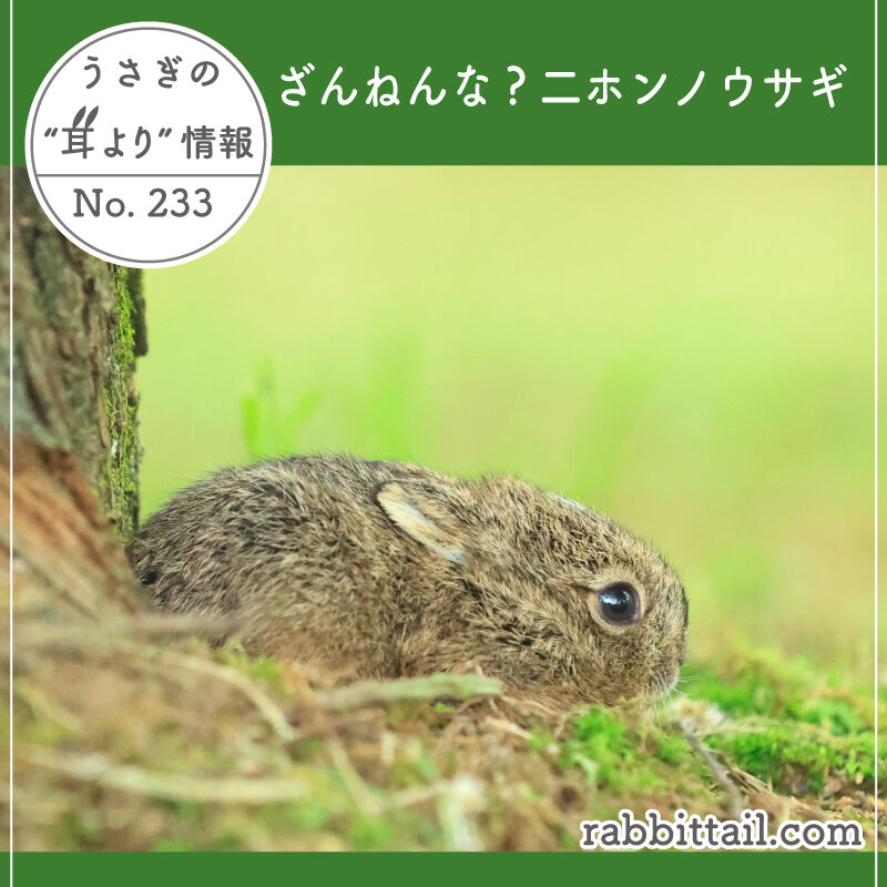 うさぎの耳より情報 No.233 ざんねんな？二ホンノウサギ : うさぎ