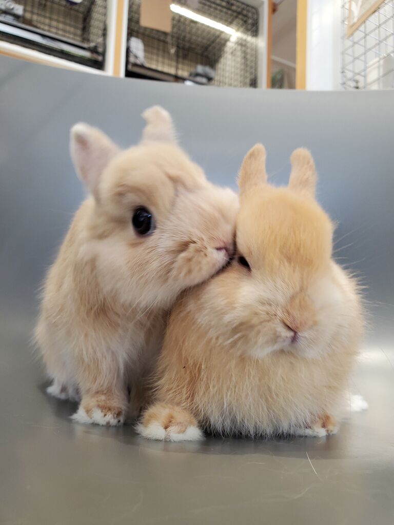 弟大好きなお兄ちゃん : うさぎブログ うさぎのしっぽ公式ブログ「日々