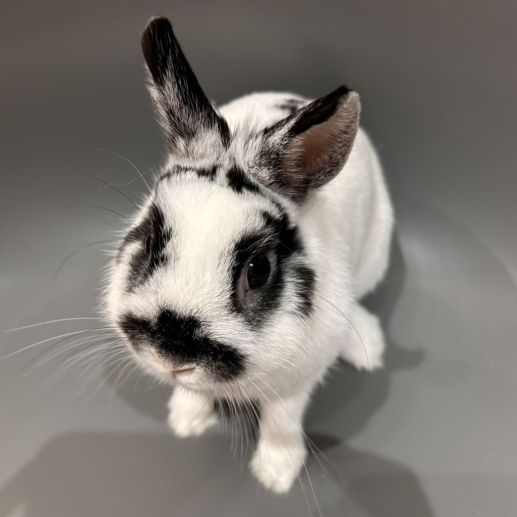 パンダみたいなレディ♪ : うさぎブログ うさぎのしっぽ公式ブログ