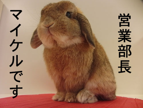 うさぎブログ うさぎのしっぽ公式ブログ 日々しっぽ 十兎十色 マイケル編