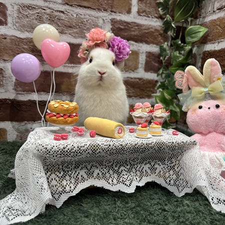 2月の撮影ブース⭐︎ : うさぎブログ うさぎのしっぽ公式ブログ「日々