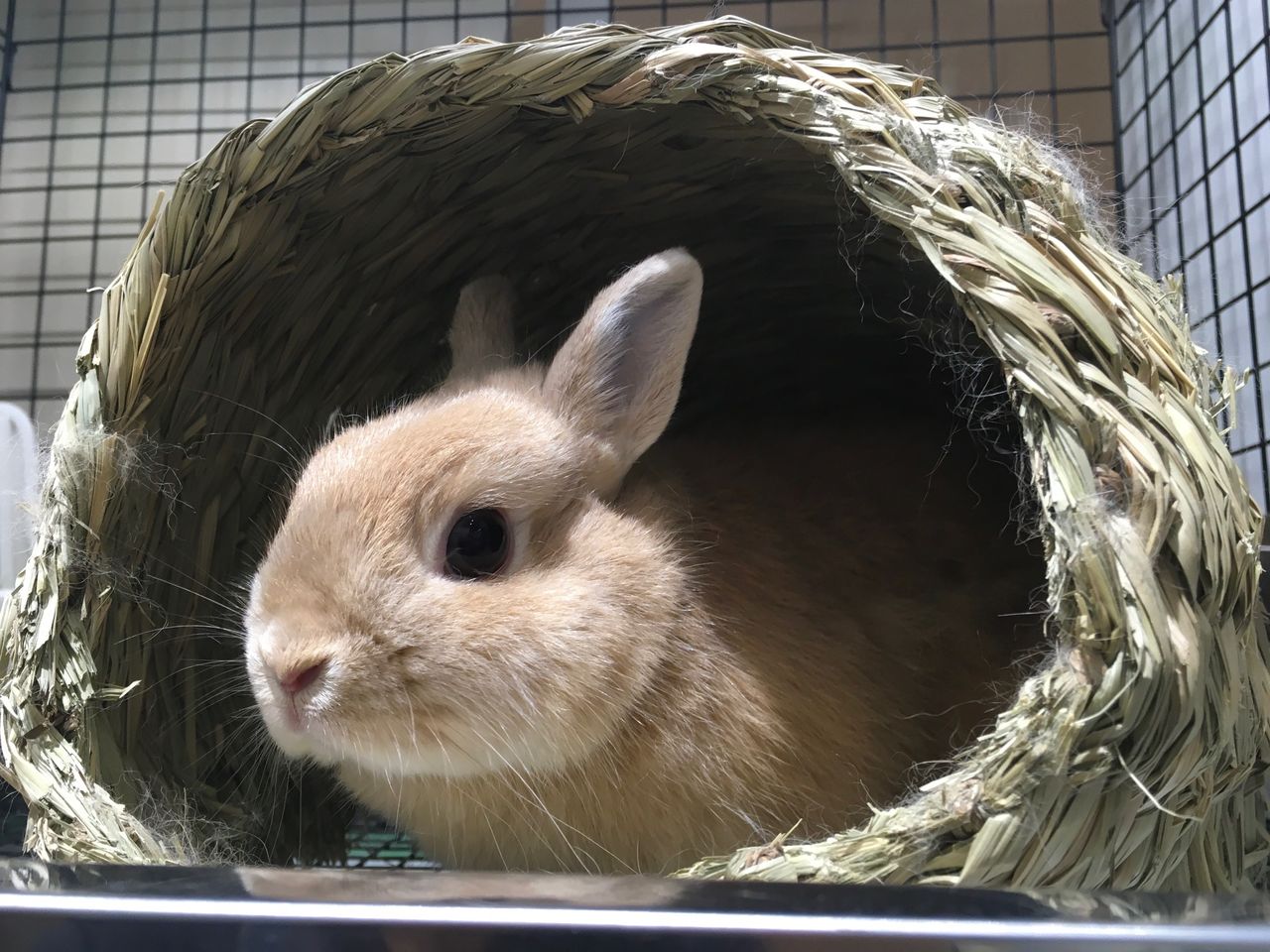うさぎブログ うさぎのしっぽ公式ブログ 日々しっぽ くつろぎ方もそれぞれ うさぎブログ うさぎのしっぽ公式ブログ 日々しっぽ くつろぎ方もそれぞれ