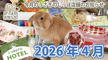 2026ǯ4�������ư��