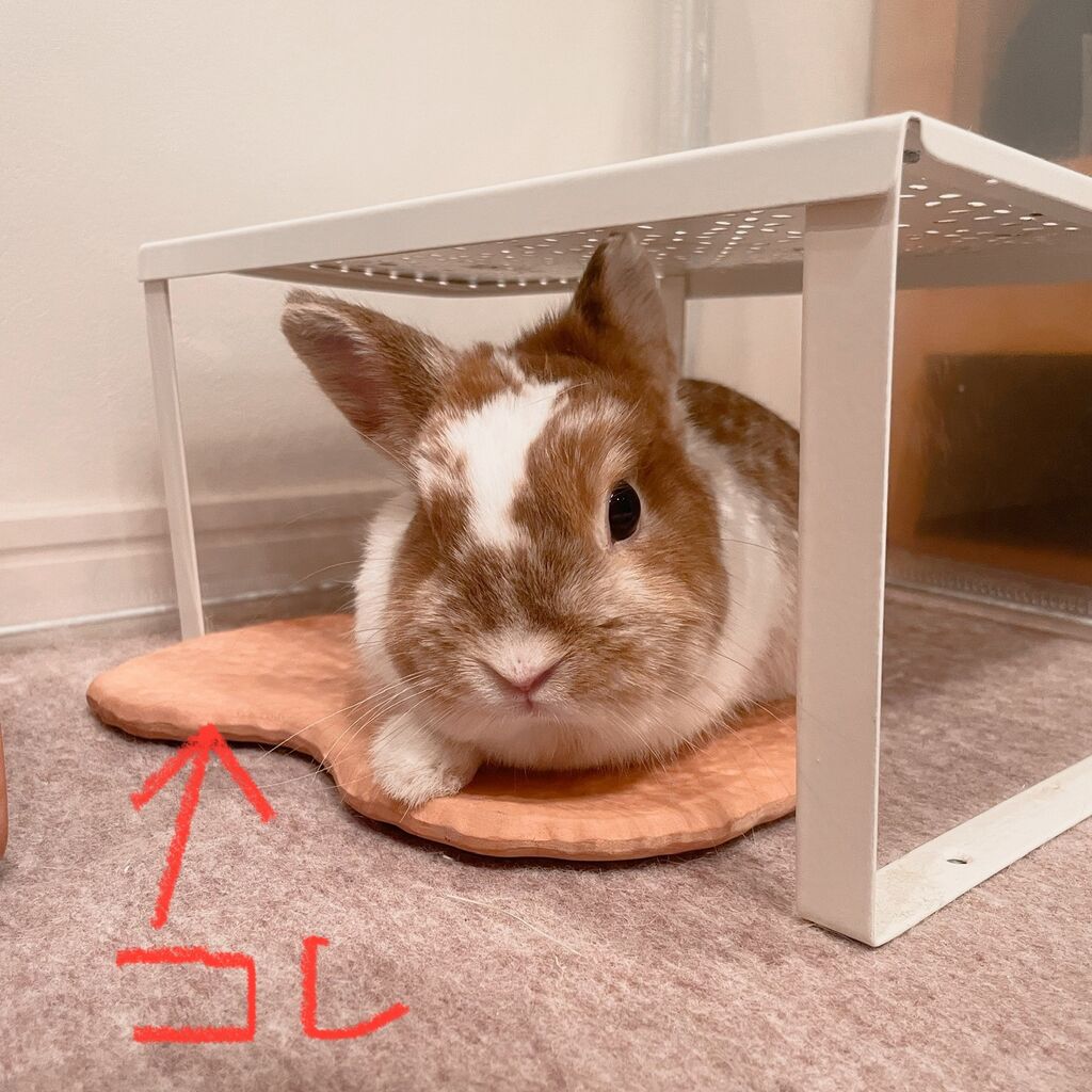 うちの子に買ってよかったモノ紹介♪ : うさぎブログ うさぎの