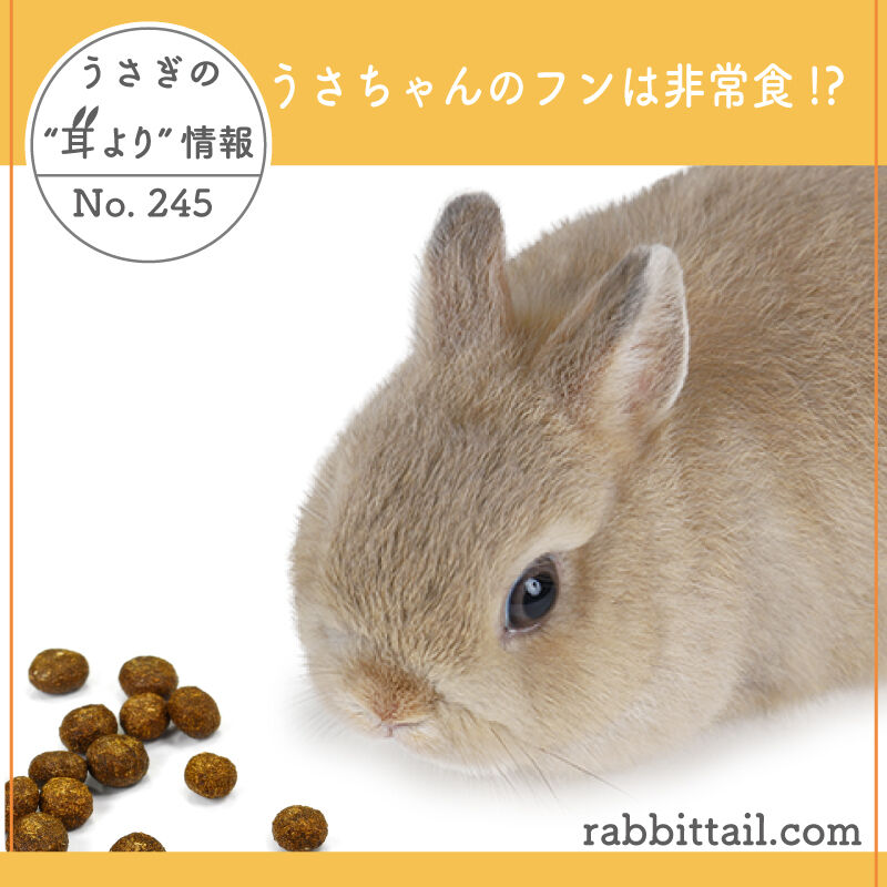 うさぎブログ うさぎのしっぽ公式ブログ 日々しっぽ うさぎの耳より情報 No 245 うさちゃんのフンは非常食