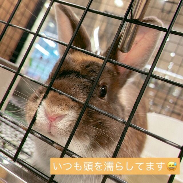 やんちゃ王紹介！！！ : うさぎブログ うさぎのしっぽ公式ブログ「日々