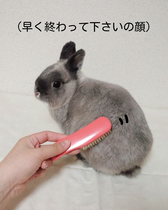うさぎブログ うさぎのしっぽ公式ブログ「日々しっぽ」おうちdeグルーミングのススメ。