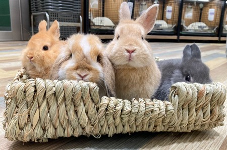 おすすめ天然ハウスたち☆ : うさぎブログ うさぎのしっぽ公式ブログ