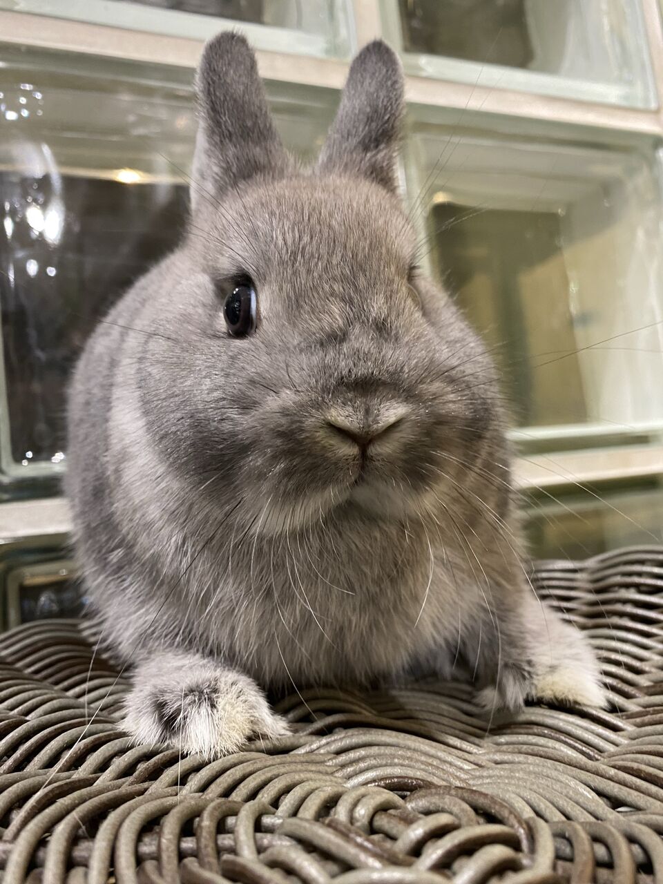 スクワレルカラーのちびちゃん♪ : うさぎブログ うさぎのしっぽ スクワレルカラーのちびちゃん♪ : うさぎブログ うさぎのしっぽ