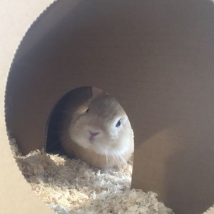 ほりほり@うさぎのしっぽ吉祥寺店