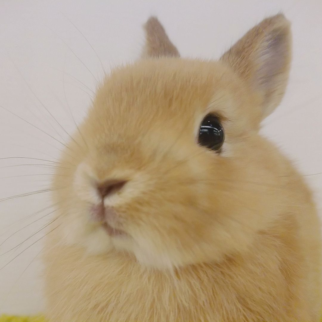 かわいいうさちゃんデビューしてます♪ : うさぎブログ うさぎのしっぽ  