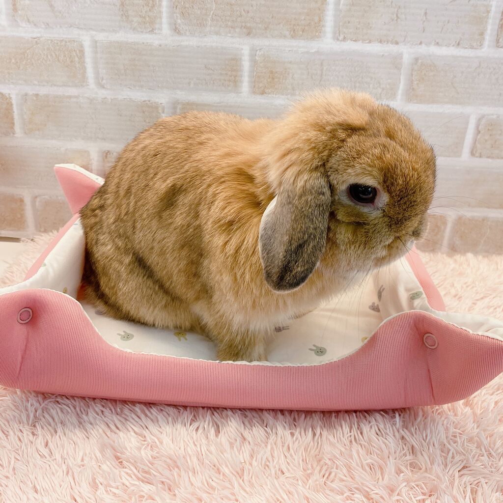 うさぎブログ うさぎのしっぽ公式ブログ 日々しっぽ 可愛いクッションマット