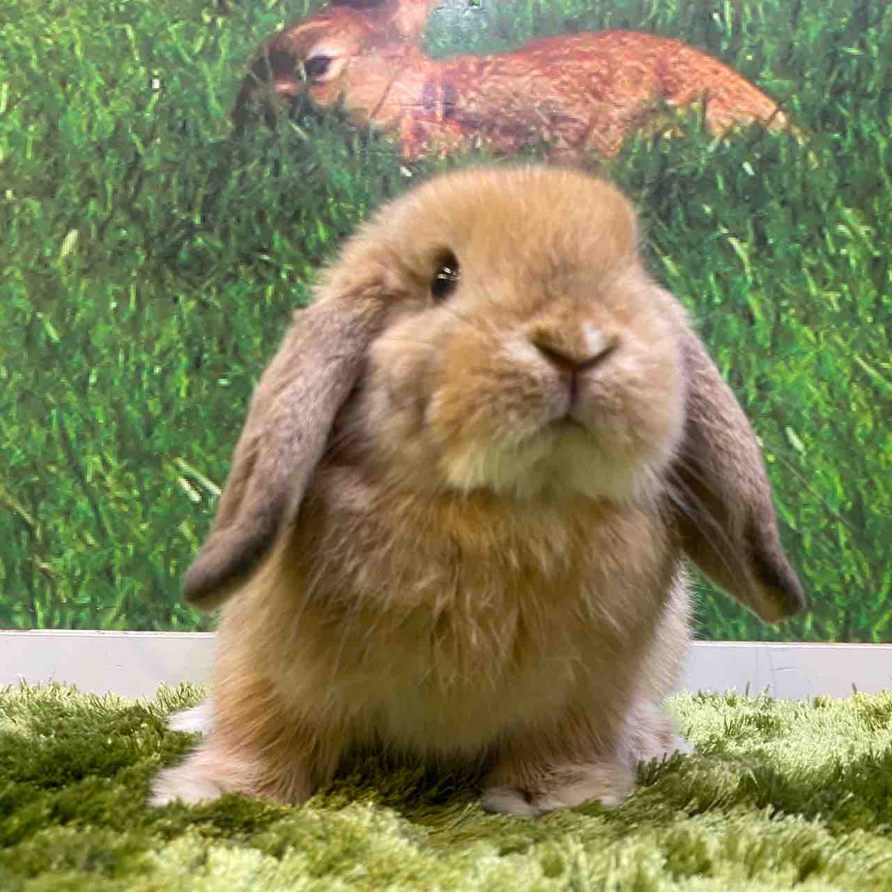 うさぎブログ うさぎのしっぽ公式ブログ 日々しっぽ かわいこちゃんたち うさぎのしっぽ吉祥寺店 うさぎブログ うさぎのしっぽ公式ブログ 日々しっぽ かわいこちゃんたち うさぎのしっぽ吉祥寺店