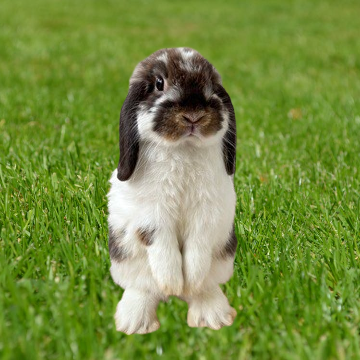 うさぎがしゃべる！おどる！うさぎのしっぽ動画 : うさぎブログ うさぎ