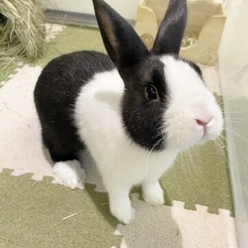 ダッチちゃんに魅了されています : うさぎブログ うさぎのしっぽ