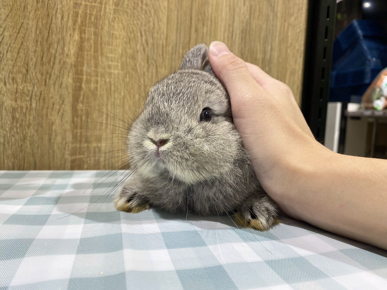 ウサギ 新入りネザーがやってきました！ : うさぎブログ うさぎのしっぽ公式