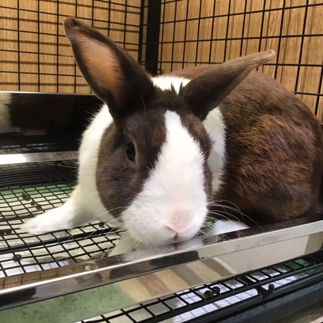 うさぎブログ うさぎのしっぽ公式ブログ 日々しっぽ 海老名店里親