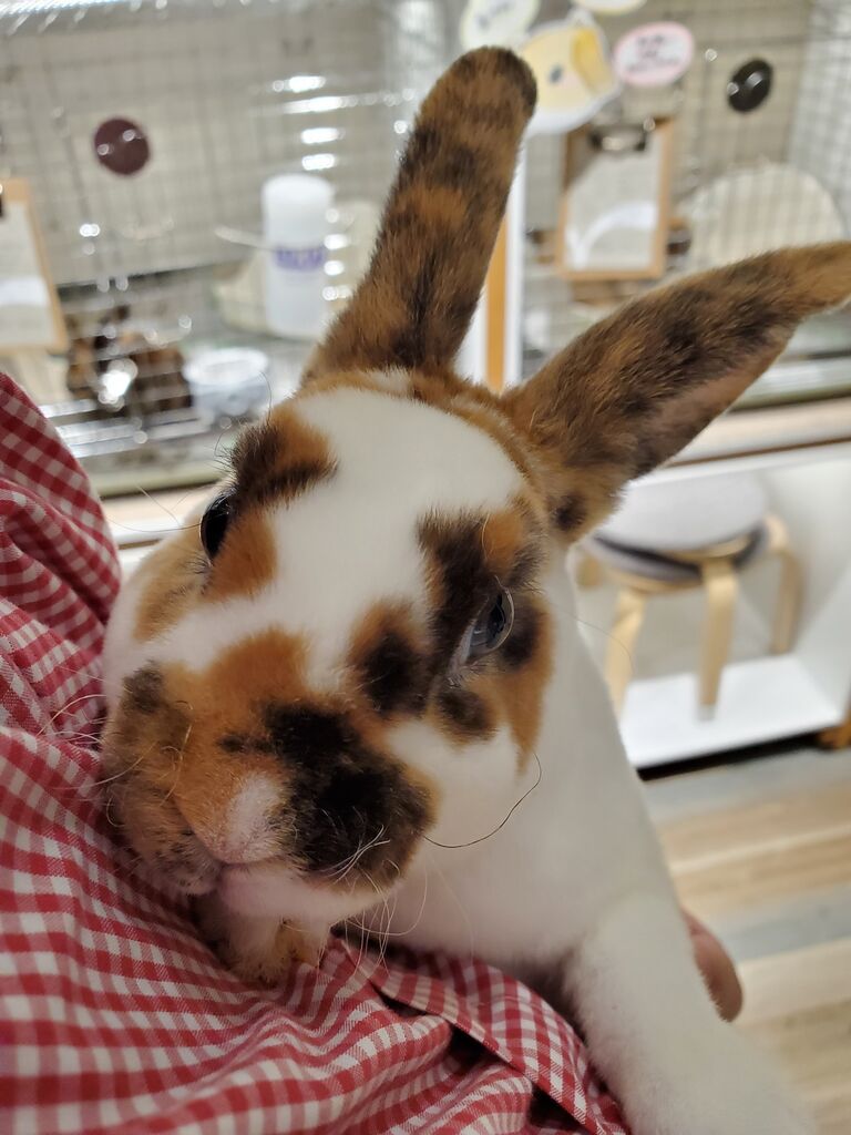 [ 美品 ]トラピスチヌ天使園 & 小鳥 & うさぎ ヴィンテージ レア レトロ ぬいぐるみ うさぎ 動物 たけのこ TAKENOKO プチぶらんで