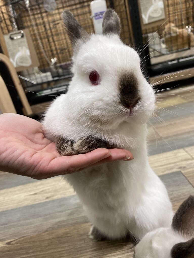 ウサギちゃんページ Amazon | OTAKUTOYS 白いウサギちゃん 豪華版 1/7スケール