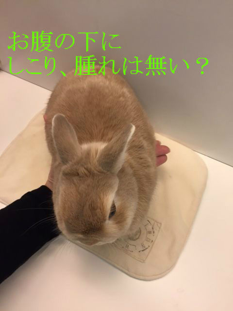 うさぎブログ うさぎのしっぽ公式ブログ 日々しっぽ 16年11月 Livedoor Blog ブログ うさぎブログ うさぎのしっぽ公式ブログ 日々しっぽ 16年11月 Livedoor Blog ブログ