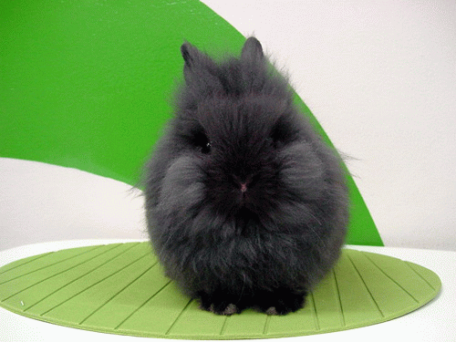 うさぎブログ うさぎのしっぽ公式ブログ 日々しっぽ ライオンヘッドbabyデビュー