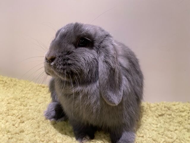 うさぎブログ うさぎのしっぽ公式ブログ 日々しっぽ ロップさんたちのご紹介