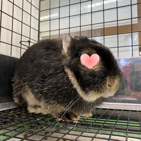 まるうさぎ様、2、おまとめ 1080000002425-0001-02.jpg?36986