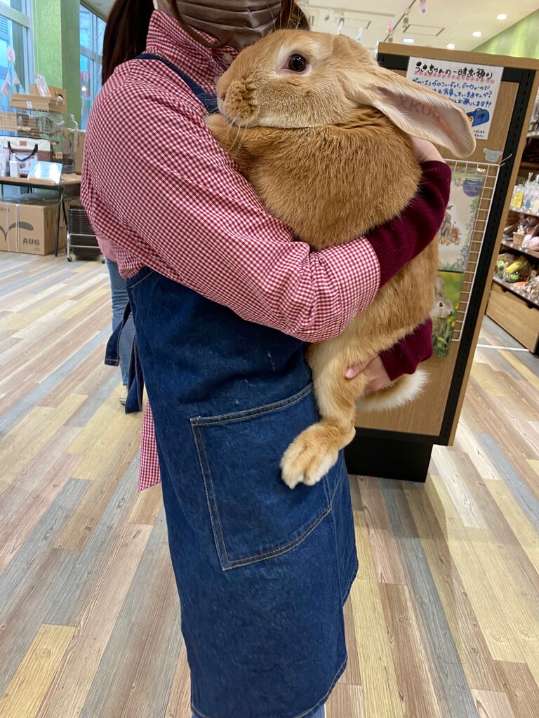 ＊ベストを着た立ち耳うさぎ君＊手のひらサイズ 61wulq67NzL._AC_UF350,