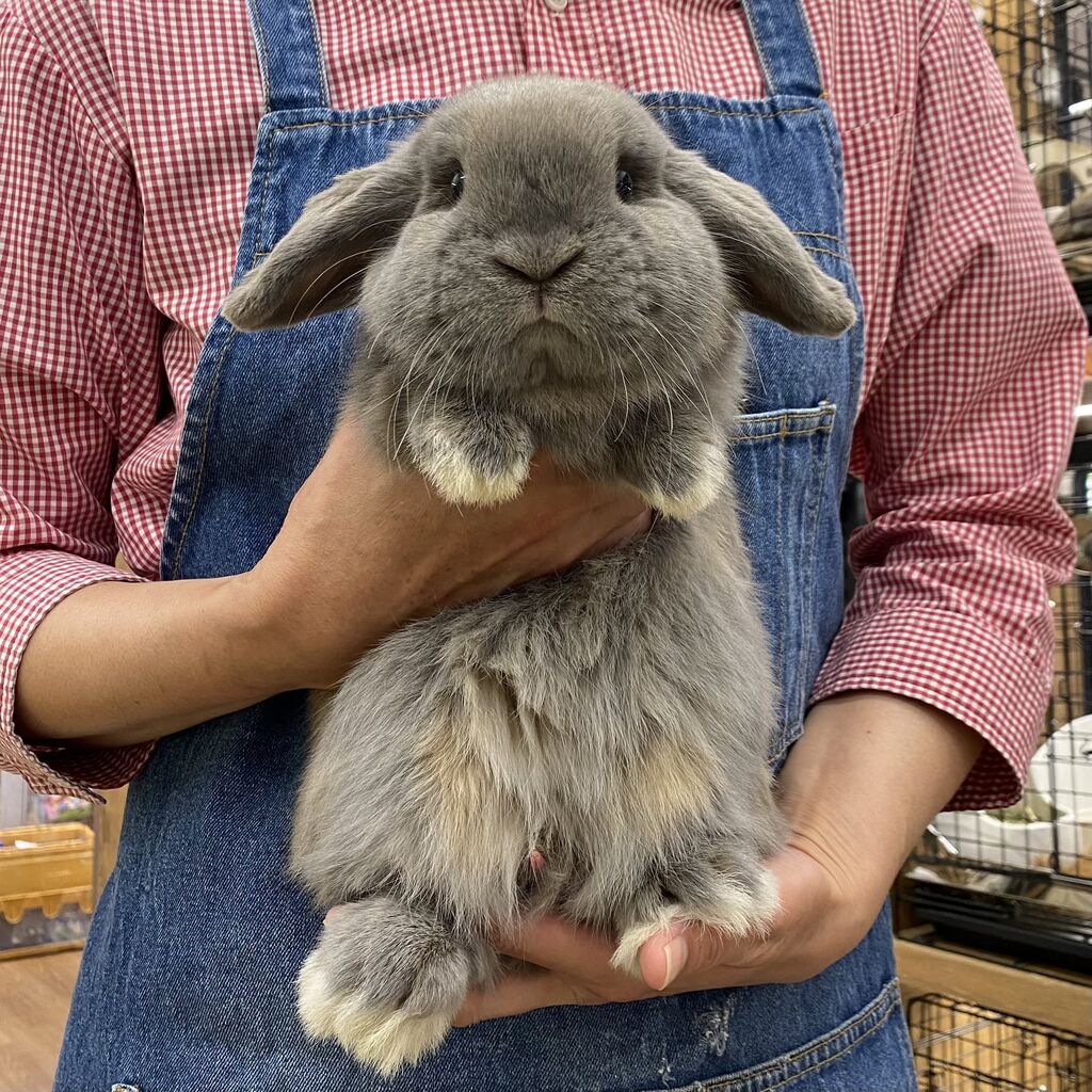 新アイドルくんデビューしました！！！ : うさぎブログ うさぎのしっぽ