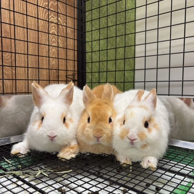 新入りちゃん5匹デビューしました！ : うさぎブログ うさぎのしっぽ