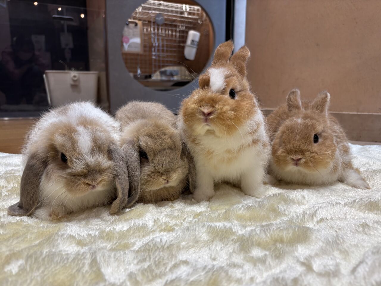 おちびちゃんデビューしました！！ : うさぎブログ うさぎのしっぽ公式