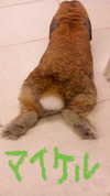BlogPaint