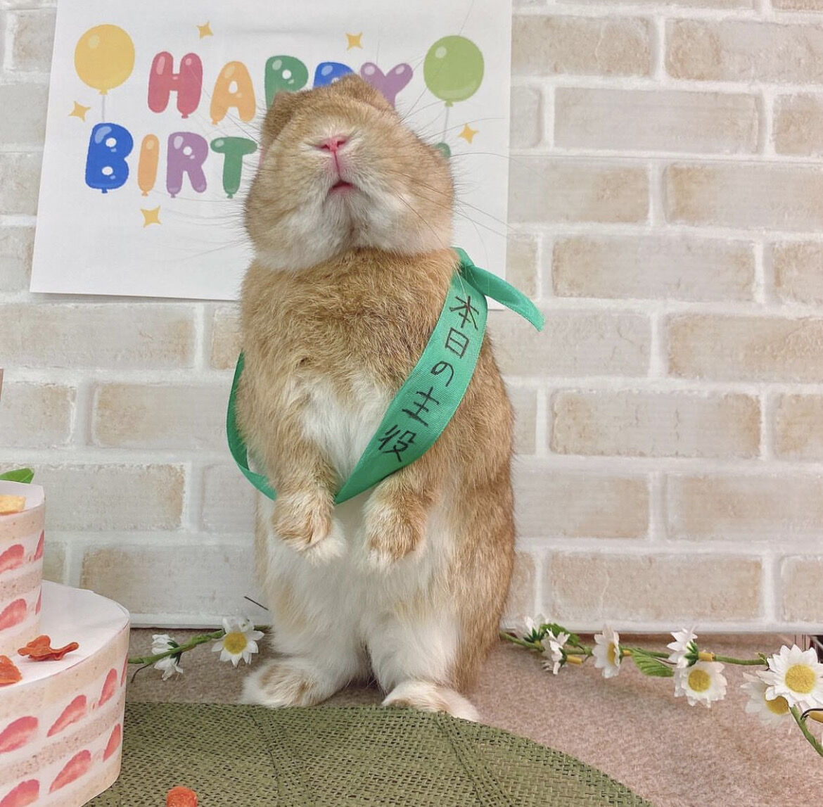 ちー助の日常 : うさぎブログ うさぎのしっぽ公式ブログ「日々 ちー助の日常 : うさぎブログ うさぎのしっぽ公式ブログ「日々