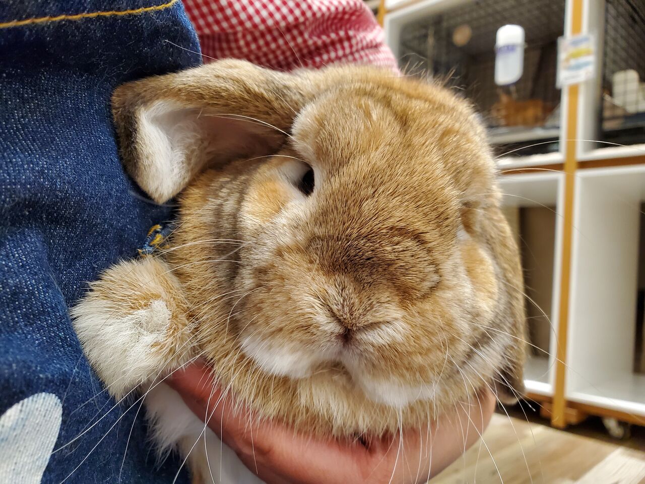 うさぎブログ うさぎのしっぽ公式ブログ 日々しっぽ うさぎ紹介