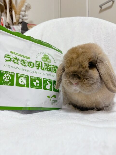 愛用の乳酸菌 : うさぎブログ うさぎのしっぽ公式ブログ「日々