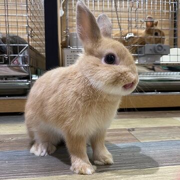 うさぎブログ うさぎのしっぽ公式ブログ 日々しっぽ 洗足店 Livedoor Blog ブログ うさぎブログ うさぎのしっぽ公式ブログ 日々しっぽ 洗足店 Livedoor Blog ブログ