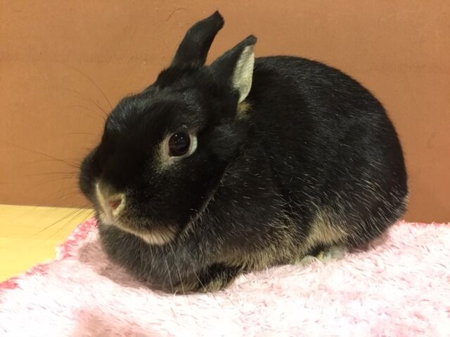 うさぎブログ うさぎのしっぽ公式ブログ 日々しっぽ 柴又店まふまふコレクション