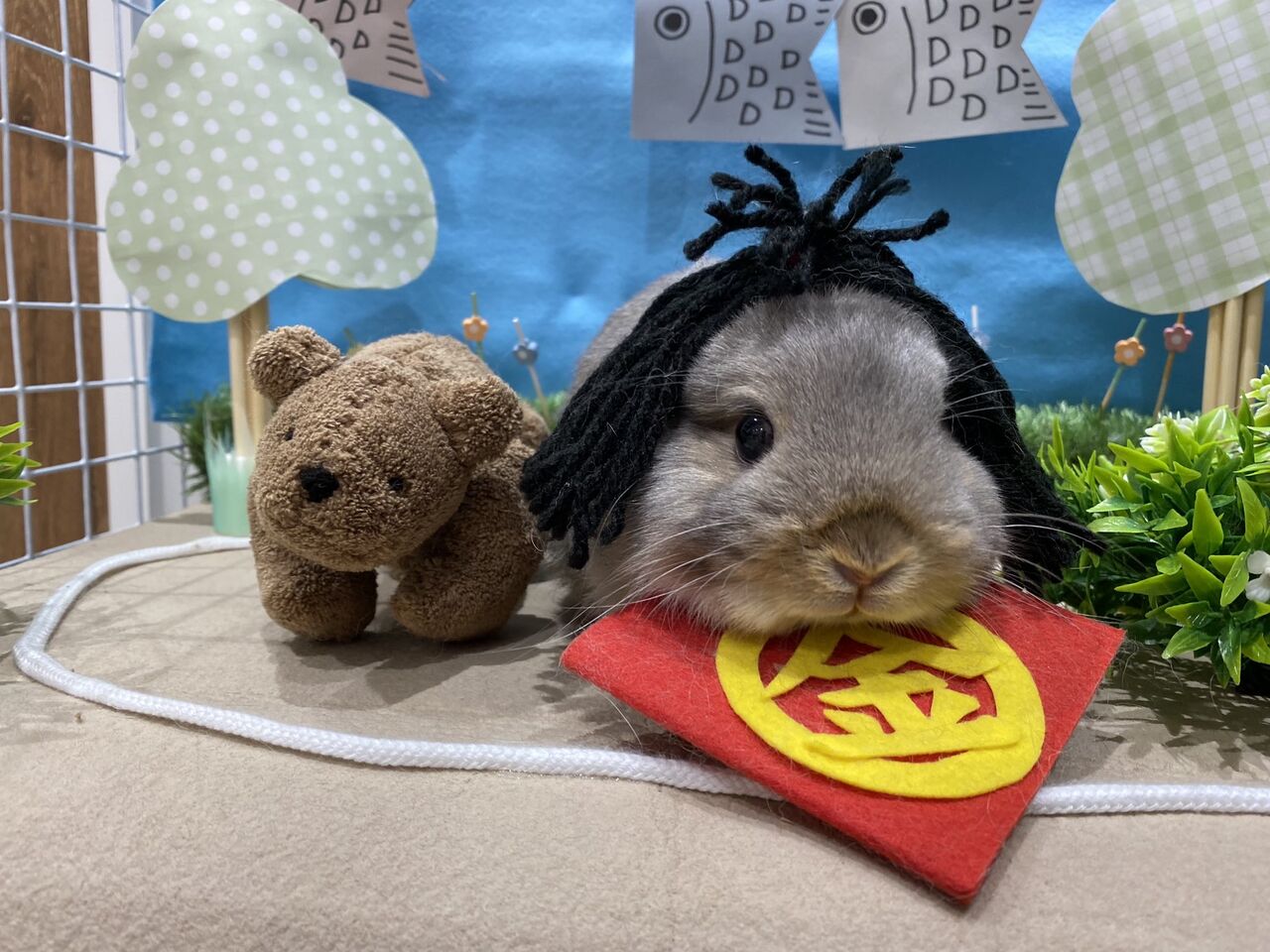 うさぎのしっぽさんへ 里親さん募集中です！ : うさぎブログ うさぎのしっぽさんへ うさぎの