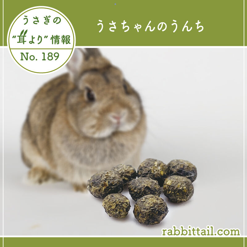 うさぎブログ うさぎのしっぽ公式ブログ 日々しっぽ うさぎの耳より情報 No 1 うさちゃんのうんち うさぎブログ うさぎのしっぽ公式ブログ 日々しっぽ うさぎの耳より情報 No 1 うさちゃんのうんち