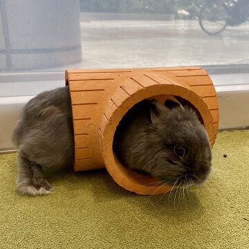 くぐりぬけ