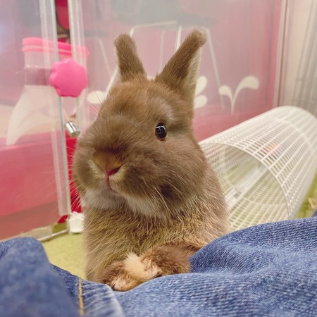 恵比寿店おすすめうさちゃん♪ : うさぎブログ うさぎのしっぽ公式