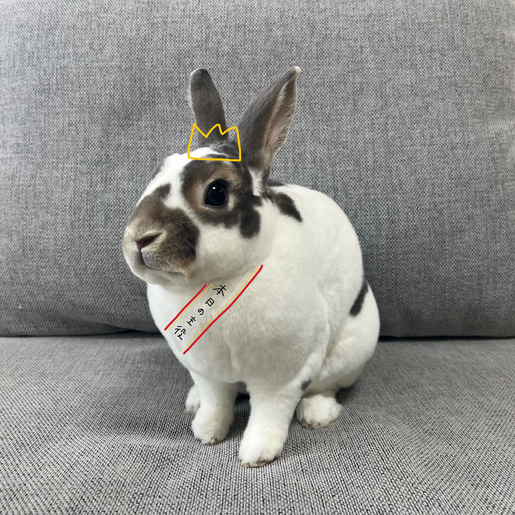 2歳になりました : うさぎブログ うさぎのしっぽ公式ブログ「日々しっぽ」
