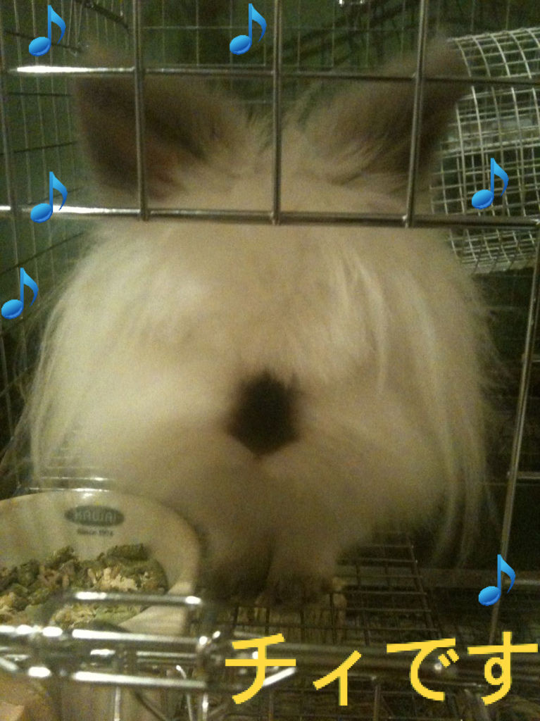 うさぎブログ うさぎのしっぽ公式ブログ 日々しっぽ お水沢山飲んでいますか