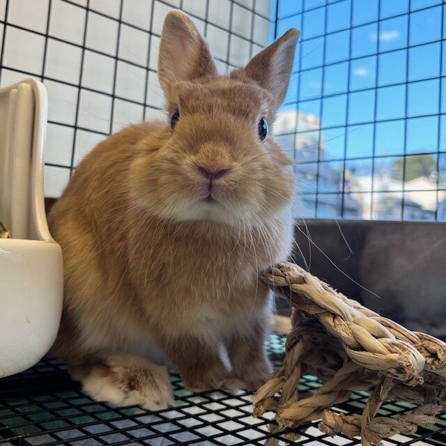 おれんじまみれ : うさぎブログ うさぎのしっぽ公式ブログ「日々しっぽ」