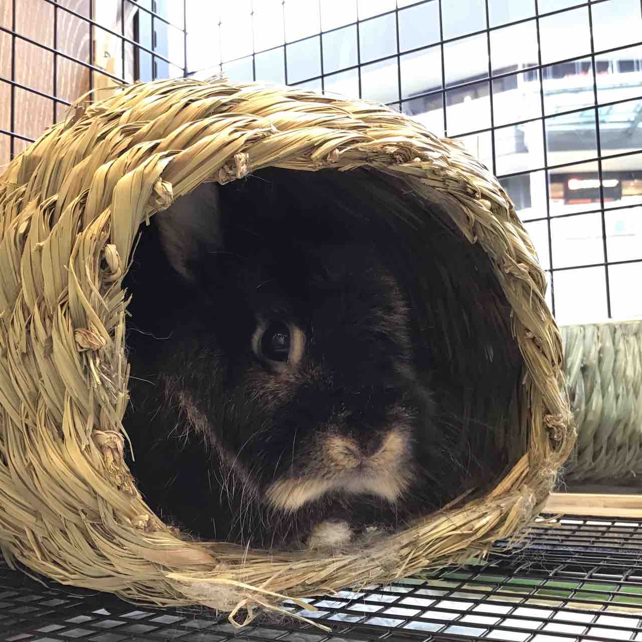 グランべリーパークのうさちゃん : うさぎブログ うさぎのしっぽ