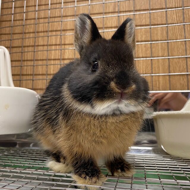 うさぎブログ うさぎのしっぽ公式ブログ 日々しっぽ 洗足店うさちゃん紹介