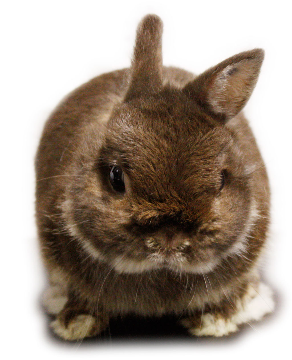 うさぎブログ うさぎのしっぽ公式ブログ 日々しっぽ 寒いですね