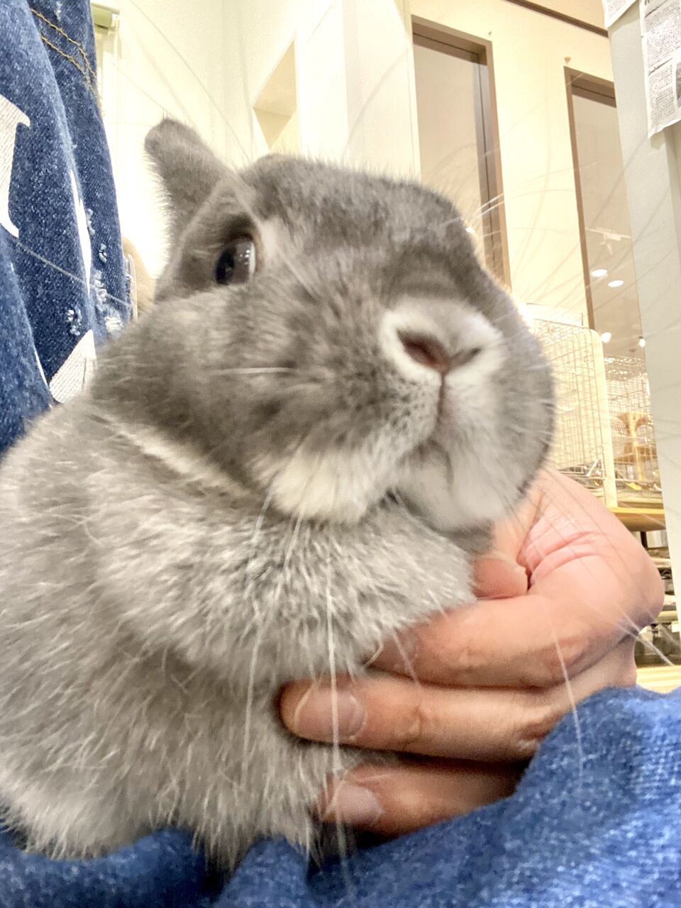 むにむにうさちゃん : うさぎブログ うさぎのしっぽ公式ブログ「日々