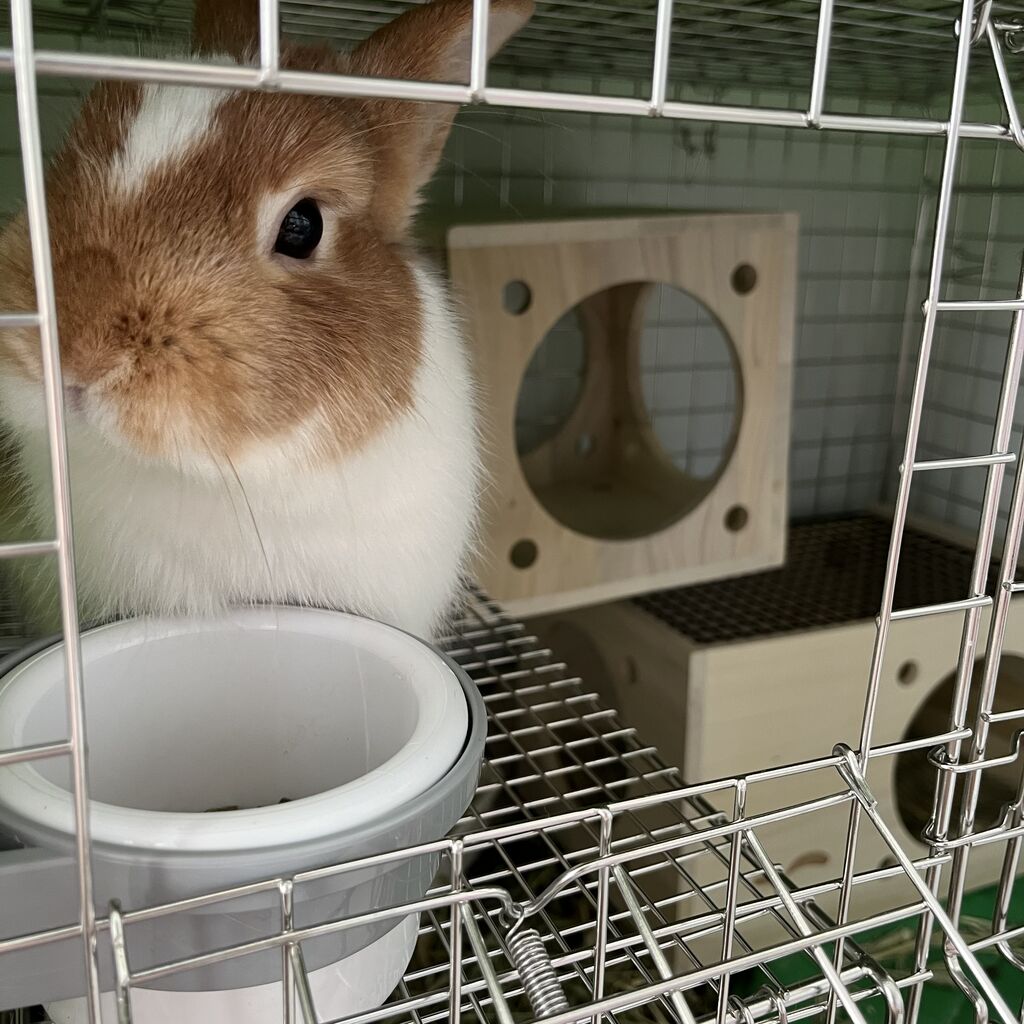 うさぎのしっぽ　うさぎのフード うさぎのフード ニチドウ